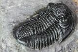 Finely Detailed Gerastos Trilobite Fossil - Morocco #107012-5
